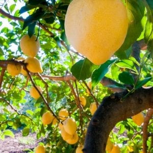 All-Natural Aged Sicilian Lemon White Balsamic Vinegar