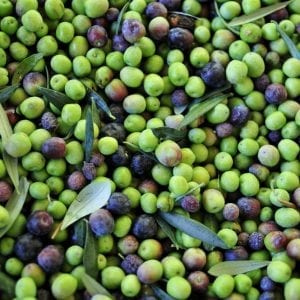 Melgarejo Hojiblanca Extra Virgin Olive Oil - Robust Intensity