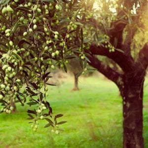 Arbequina Extra Virgin Olive Oil - Mild Intensity
