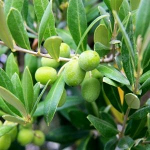 Galega Extra Virgin Olive Oil - Medium Intensity